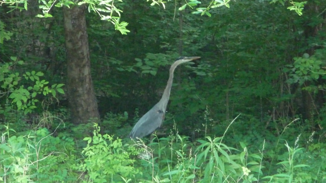 Crane on the prayer walk