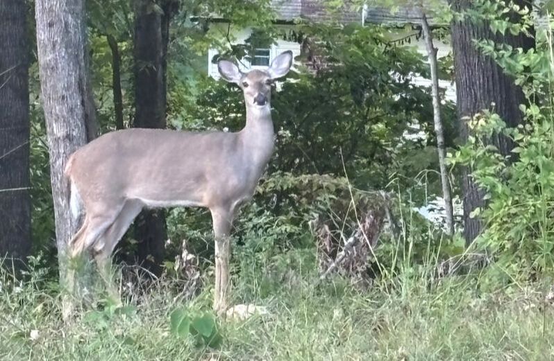 Wildlife on the John Hendrix Memorial Prayer Walk trail