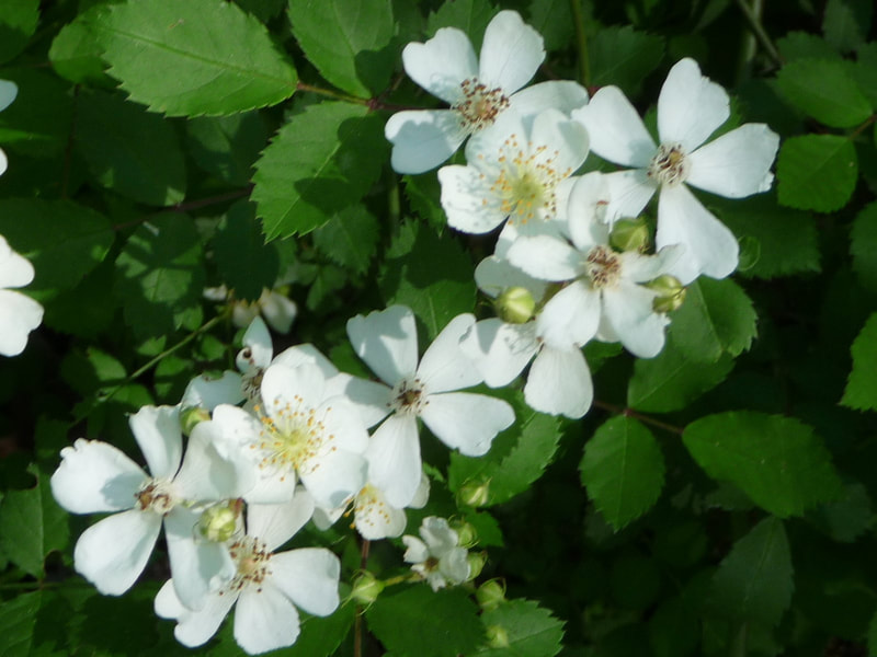 Rose bushes along the prayer walk