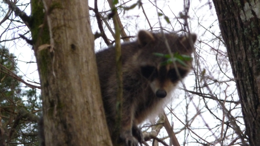 Raccoon in a tree along the trail